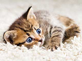 Pet Hair Removal | Granada Hills Carpet Cleaning Pet Hair Removal | Granada Hills Carpet Cleaning